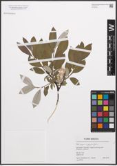 Foto von Salix caprea L. x Salix phylicifolia L.